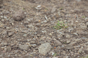 Lizard on a stone close-up. Black beetle on the grass and on the ground. Macro. Snake.