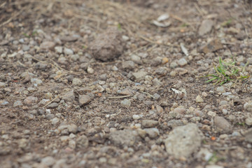 Lizard on a stone close-up. Black beetle on the grass and on the ground. Macro. Snake.