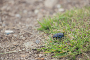 Lizard on a stone close-up. Black beetle on the grass and on the ground. Macro. Snake.