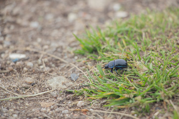 Lizard on a stone close-up. Black beetle on the grass and on the ground. Macro. Snake.