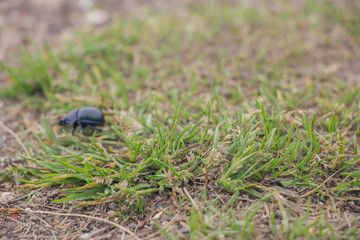 Lizard on a stone close-up. Black beetle on the grass and on the ground. Macro. Snake.
