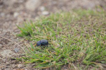 Lizard on a stone close-up. Black beetle on the grass and on the ground. Macro. Snake.