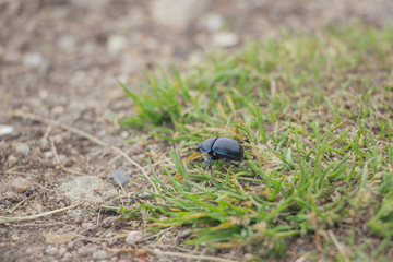 Lizard on a stone close-up. Black beetle on the grass and on the ground. Macro. Snake.