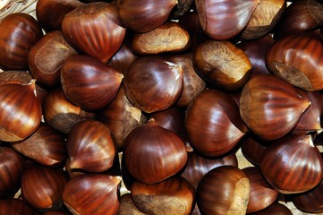 Chestnuts collected from the Serrania de Ronda, Andalusia, Spain.