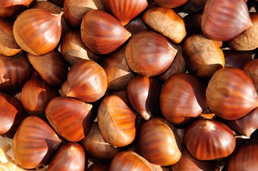 Chestnuts collected from the Serrania de Ronda, Andalusia, Spain.