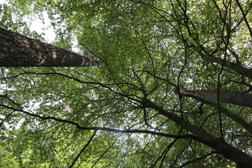 Drei Burgen Rundweg in Ersenstein