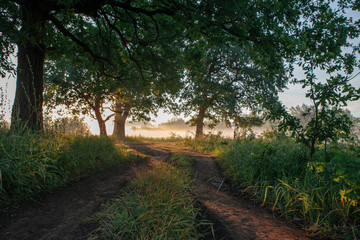 Fototapeta premium Oak leaves in the morning light with sunlight. Sunrise on the field