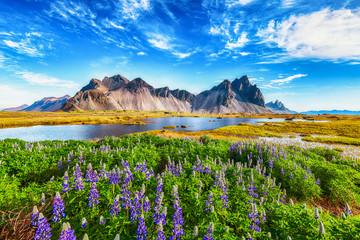 Beautiful sunny day and lupine flowers on Stokksnes cape in Iceland. - obrazy, fototapety, plakaty