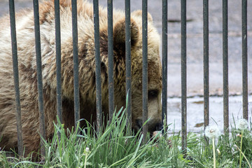 brown bear in a cage