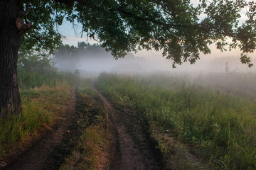 Oak leaves in the morning light with sunlight. Sunrise on the field