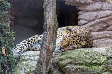 leopard resting in the zoo