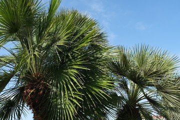 Fototapeta na wymiar Palm trees on the streets of Hollywood