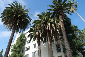 Fototapeta na wymiar Palm trees on the streets of Hollywood