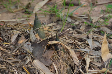 Forest Today, forests are all less. Therefore, having to help replenish the forest that has been used out, if no one is interested in planting the forest to replace this world, it must be lacking in g
