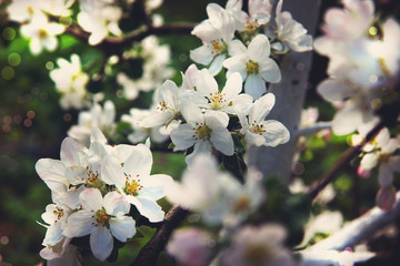 Blooming apple tree in the garden on a spring day