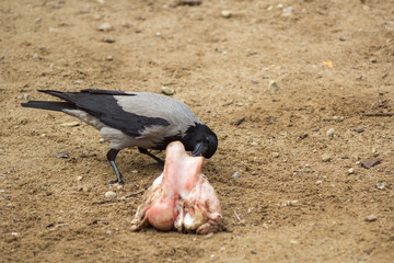 crow gnaws a bone