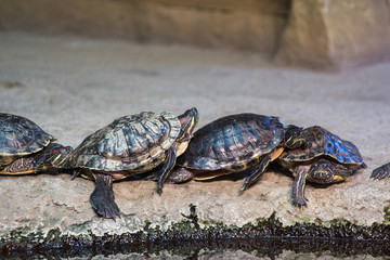 little turtles in the zoo
