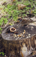 Sparrow is standing on the tree stump.  A little sparrow is looking around for food. A nuts on the tree stump. Close up portrait look at the camera.