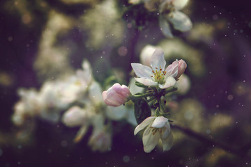 Fototapeta na wymiar Apple tree flowers in the garden on a spring evening