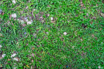 grass on green background