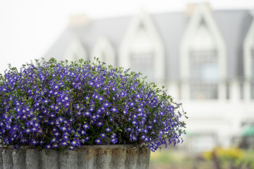 Obraz premium Purple flowers in a refreshing morning rain
