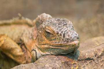 iguana big lizard resting