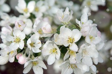 Many white flowers of apple trees on the branches