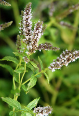 Delicate peppermint flowers