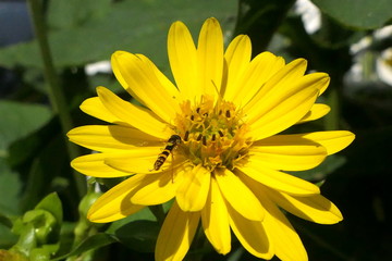 Schwebfliege auf gelber Blume