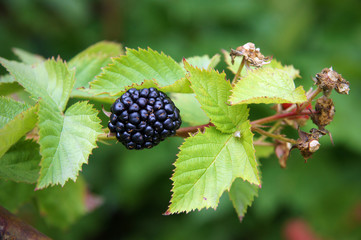Rubus in the summer