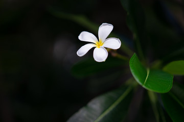 White flowers in a dark garden