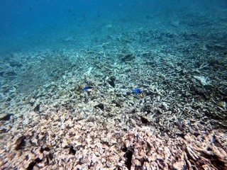 Naklejka na ściany i meble Seychelles reef snorkelling