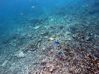Fototapeta na wymiar Seychelles reef snorkelling