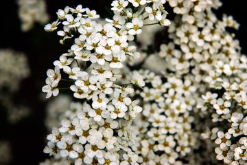 Little white flowers on a spring bush in the garden