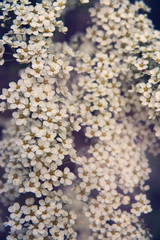 Little pink flowers on a spring bush in the garden