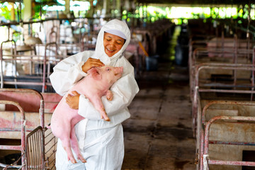 Asian veterinarian working and checking the big pig healthy in hog farms, animal and pigs farm industry © Songkhla Studio