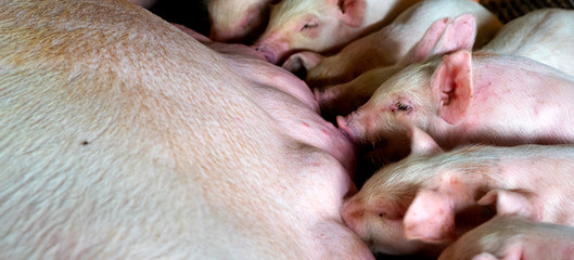 PIG FARMLittle pig is sucking milk. The newborn pig is sucking milk from the mother © Songkhla Studio