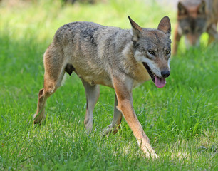 Close up of a Grey Wolf