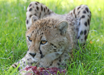 Portrait of a cheetah © scooperdigital