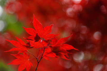 Beautiful branch of vibrant red maple leaves, blurred background with bokeh, nature wallpaper with copy space