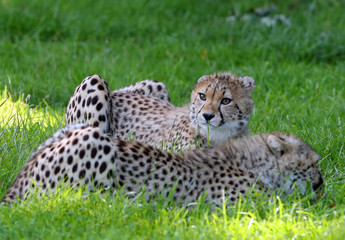 Portrait of a cheetah