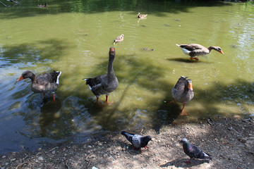 Legnano, Bosco di Legnano, Castello park