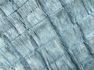 Fototapeta premium Wood texture for design