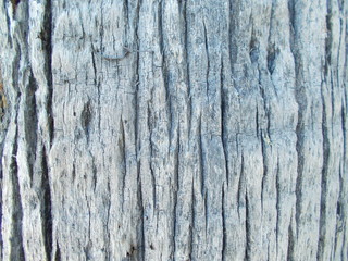 Obraz premium Wood texture for design