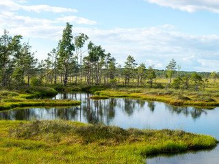 Fototapeta na wymiar cloudy and very windy day in the bog, many small lakes and beautiful reflections, sunny day, Nigula bog, Estonia