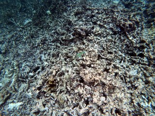 Seychelles reef snorkelling