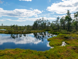 cloudy and very windy day in the bog, many small lakes and beautiful reflections, sunny day, Nigula bog, Estonia