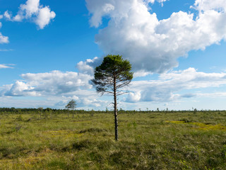 cloudy and very windy day in the bog, many small lakes and beautiful reflections, sunny day, Nigula bog, Estonia
