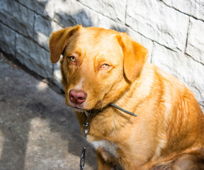 Cats and dogs are playing. Ginger dog with big eyes. The dog is sleeping. Cat on the stones..