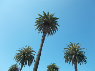 Fototapeta premium Palm trees on the streets of Los Angeles